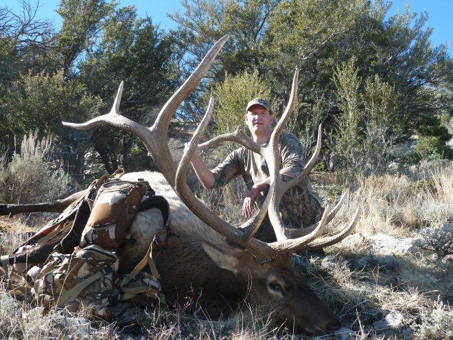 Nevada Bull 050